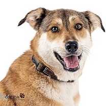 Thumbnail photo of Biscuit #1