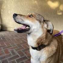 Thumbnail photo of Biscuit #4