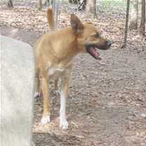 Thumbnail photo of Turk #4