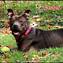 Thumbnail photo of Finster #4