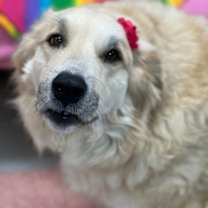 Thumbnail photo of Lottie #2