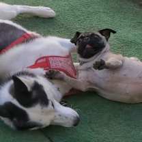 Thumbnail photo of Tesla - sweet pea #2