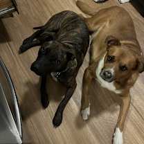 Thumbnail photo of Hemi #2