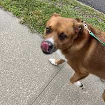 Thumbnail photo of Hemi #3