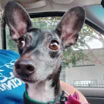 Thumbnail photo of Chica #1