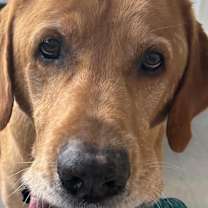 Thumbnail photo of Oliver #4