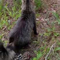 Thumbnail photo of Oscar #2