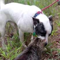 Thumbnail photo of Oscar #3