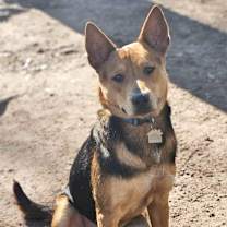 Thumbnail photo of Joey #1