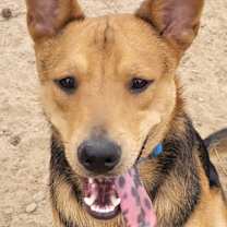 Thumbnail photo of Joey #2