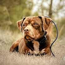 Thumbnail photo of Bonnie #1