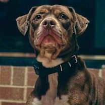 Thumbnail photo of Bonnie #2