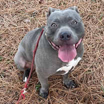 Thumbnail photo of Angel #2