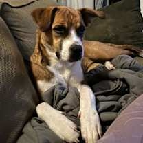 Thumbnail photo of ABIGAIL #1