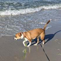 Thumbnail photo of ABIGAIL #3