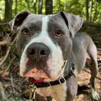 Thumbnail photo of Ronnie #1