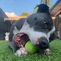 Thumbnail photo of Ronnie #2