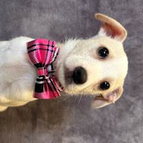 Thumbnail photo of Pugsy #2