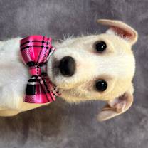 Thumbnail photo of Pugsy #4