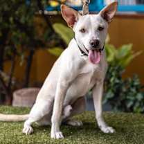 Thumbnail photo of Odie #1