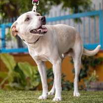 Thumbnail photo of Odie #3
