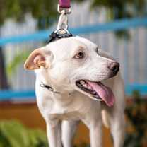 Thumbnail photo of Odie #4