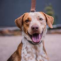 Thumbnail photo of Rocco #2