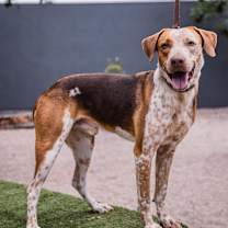 Thumbnail photo of Rocco #3