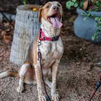 Thumbnail photo of Rocco #4