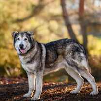 Thumbnail photo of NICOLE #4