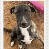 Thumbnail photo of Finn #1