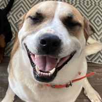 Thumbnail photo of CHILI (COURTESY POST) #1