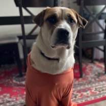 Thumbnail photo of CHILI (COURTESY POST) #2
