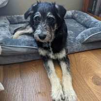 Thumbnail photo of Johnny Boy #2