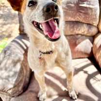 Thumbnail photo of Ellie #1