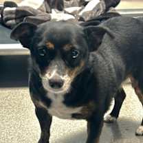 Thumbnail photo of Maggie #1