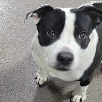 Thumbnail photo of Jersey #4