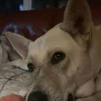 Thumbnail photo of Roxie #3