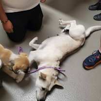 Thumbnail photo of Roxie #4