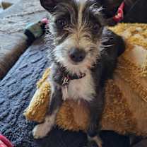 Thumbnail photo of Simon #1