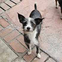 Thumbnail photo of Simon #2