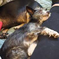 Thumbnail photo of Simon #4