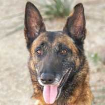 adopt-pet