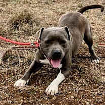 Thumbnail photo of Sylvester #1