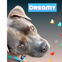 Thumbnail photo of Sylvester #3