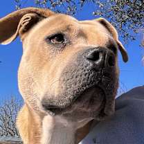 Thumbnail photo of SASHI #3