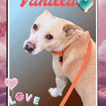 Thumbnail photo of Vanilla / Lena #2