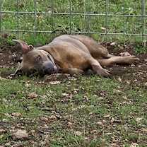 Thumbnail photo of BESA #4