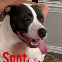 Thumbnail photo of Spotty #2