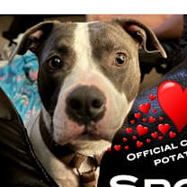 Thumbnail photo of Spotty #3